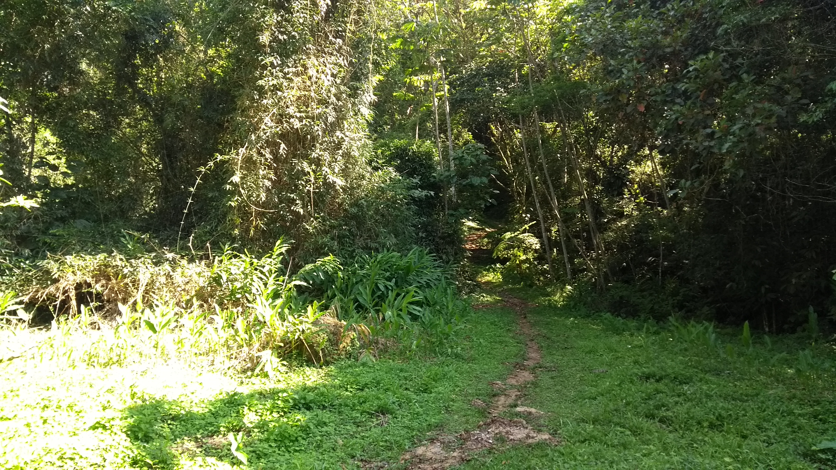 Paisagem natural de Iguape